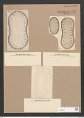 Surirella fastuosa var. lata (W. Sm.) W. H. (de-Toni-Nr.: Genus 53, Species 2276) Zeichnungen Sammlung Grunow Nr. 4730 (NHMW-BOT-W0372829)